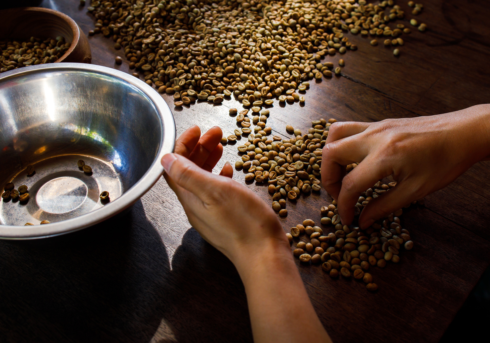 Fresh Arabica coffee berries . Organic coffee farm